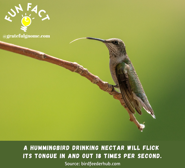 Hummingbird Fun Fact