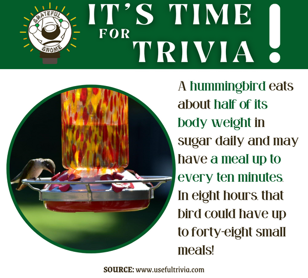 Hummingbird Trivia