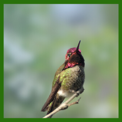 hummingbird adult