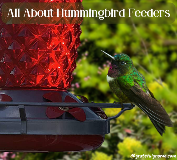 All About Hummingbird Feeders