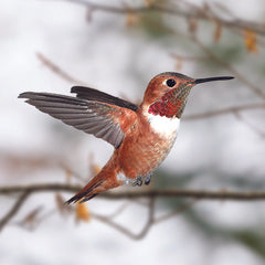 All You Need To Know About The Rufous Hummingbird