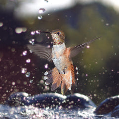 Female Rufous Hummingbird