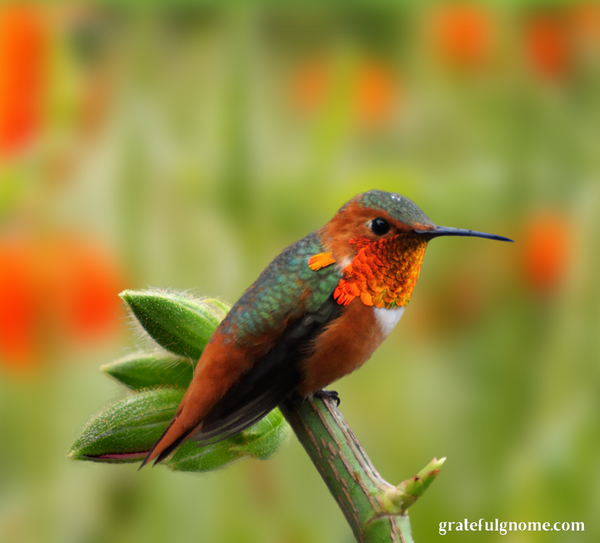 species-spotlight-allens-hummingbirds