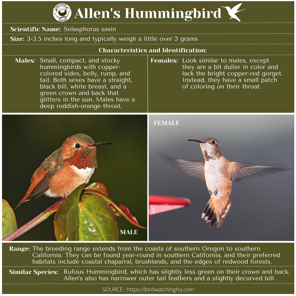 Allen’s Hummingbird