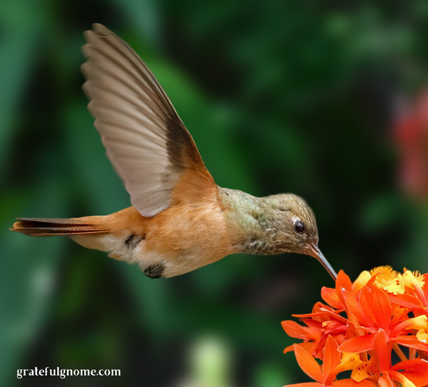 species-spotlight-amazilia-hummingbird