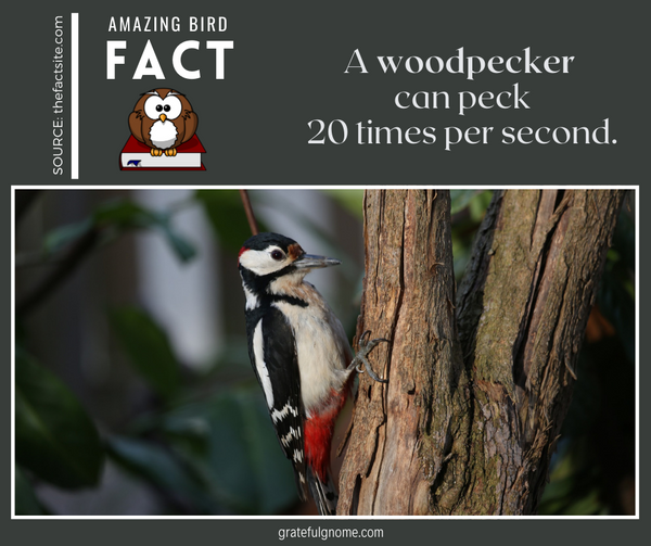 Amazing Bird Fact 
