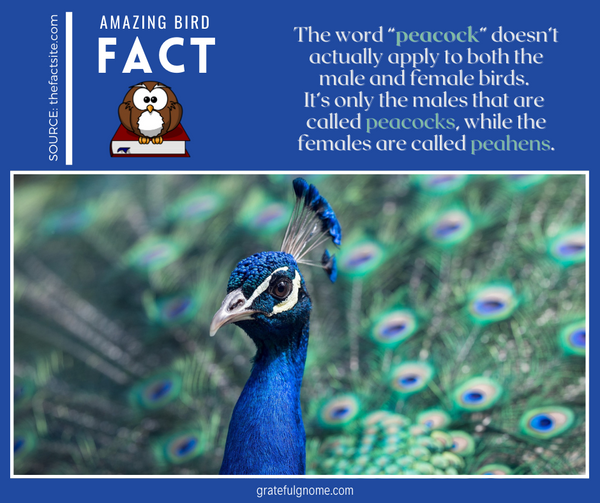 Amazing Bird Fact