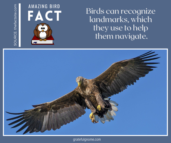 Amazing Bird Fact