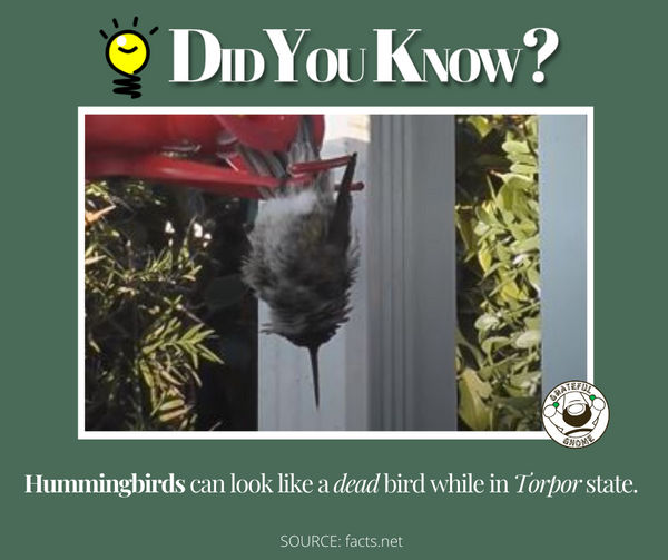 Amazing Hummignbird Facts 