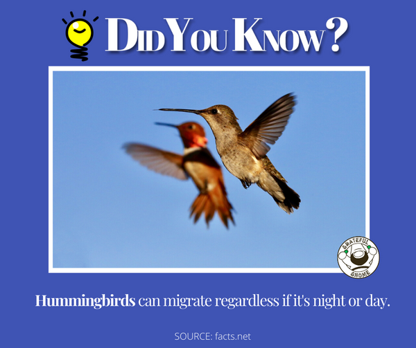 hummingbird trivia