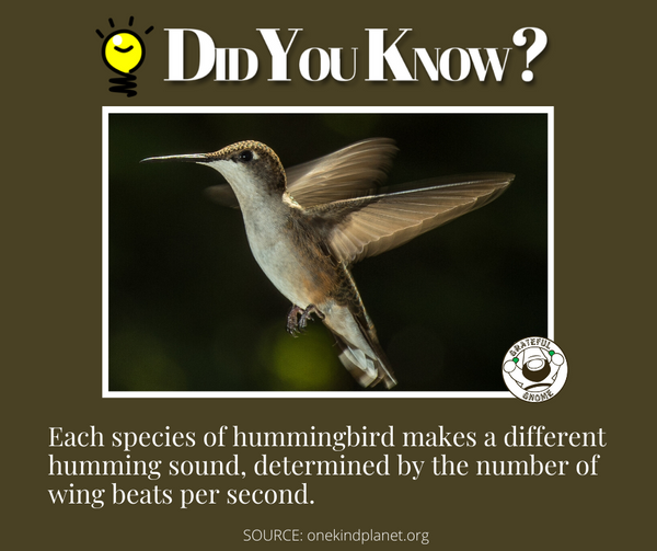 hummingbird trivia