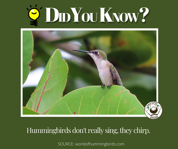 hummingbird trivia