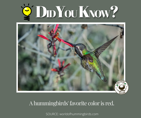 hummingbird trivia