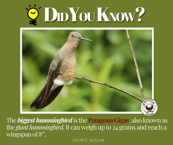 amazing hummingbird fact