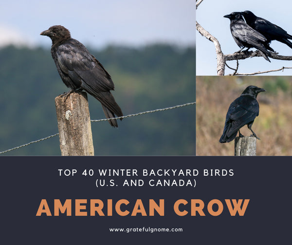 American Crow  