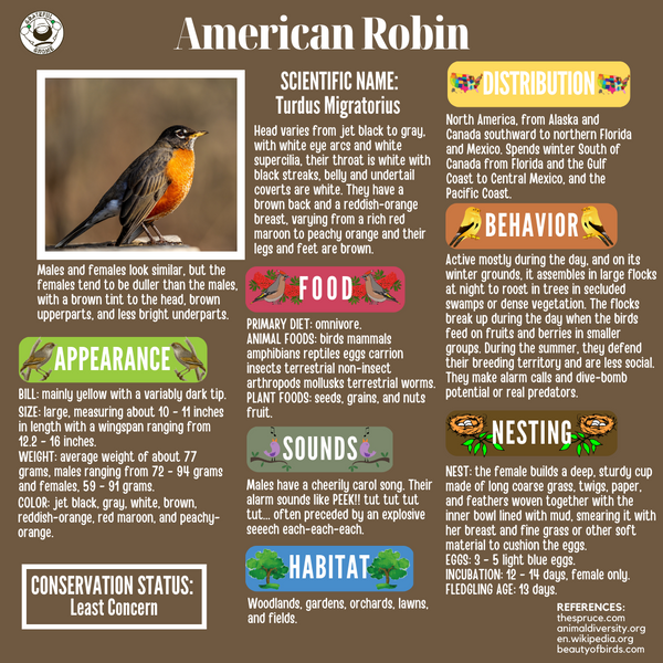 American Robin