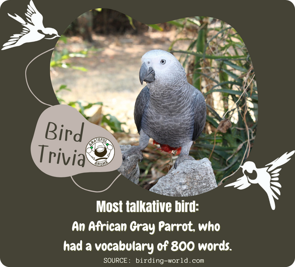 Bird Trivia