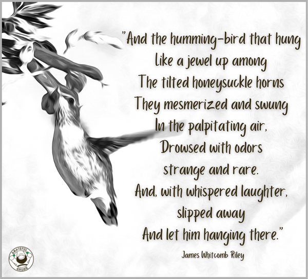 hummingbird-poetry