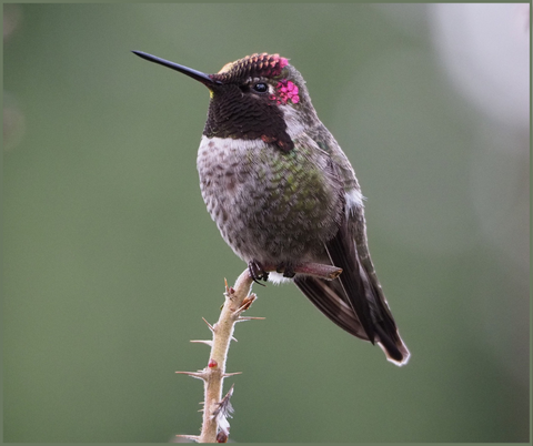Anna's Hummingbird Migration Fact 3