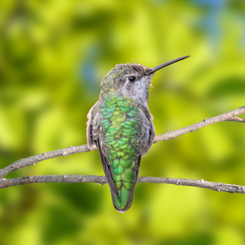 Anna's Hummingbird f