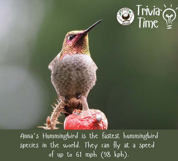 Hummingbird Trivia