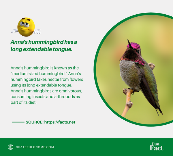 hummingbird-fun-fact