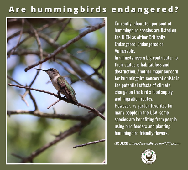 are-hummingbirds-endangered