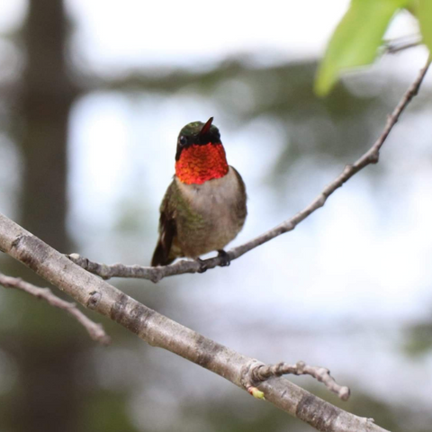Are hummingbirds social creatures