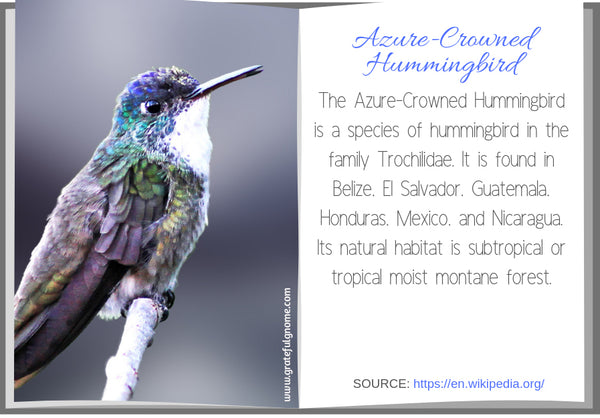 Azure-Crowned Hummingbird