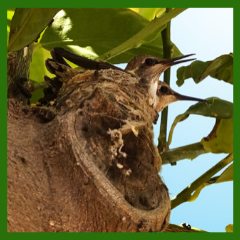 hummingbird babies