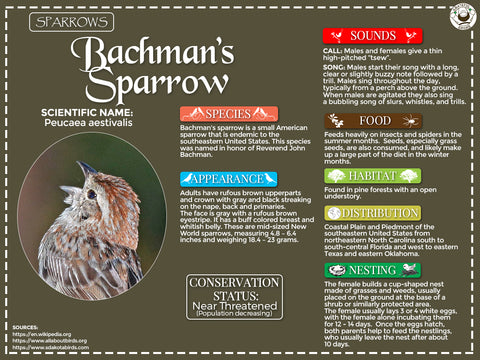 Bachman’s Sparrow Infographic