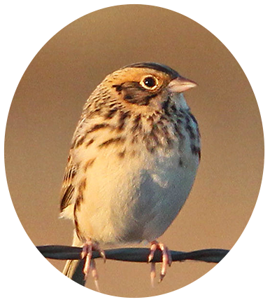 Baird’s Sparrow