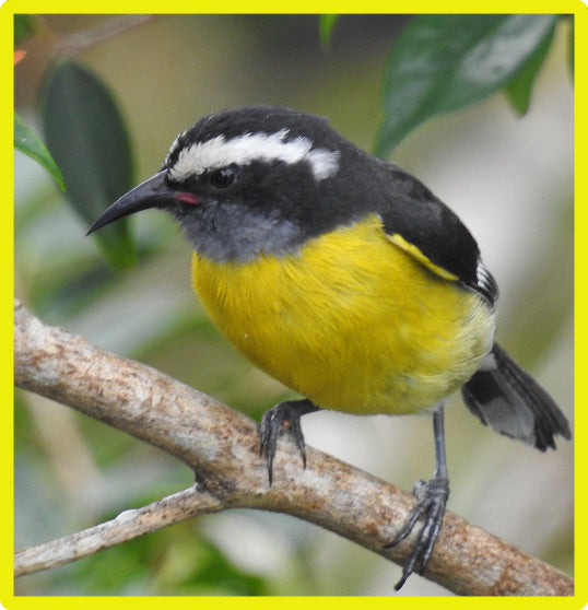 Bananaquit