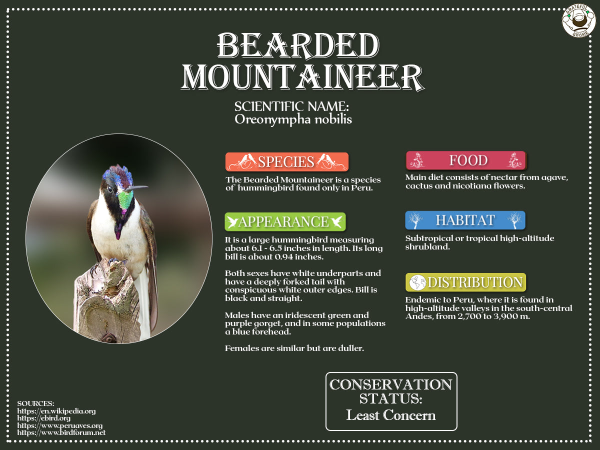 infographics-bearded-mountaineer