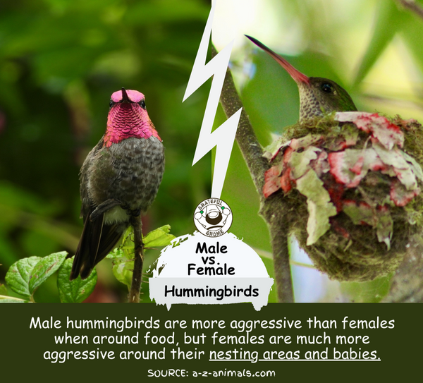 Male vs. Female Hummingbirds