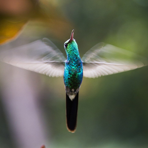 Discovering the Fascinating World of Hummingbirds