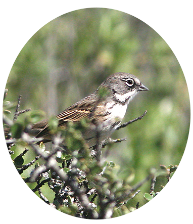 Bell’s Sparrow