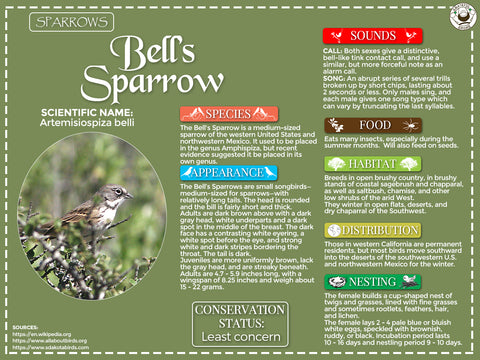 Bell’s Sparrow Infographic