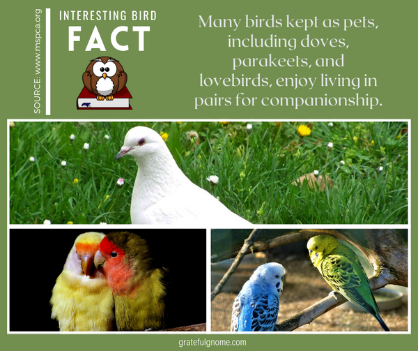 interesting bird fact