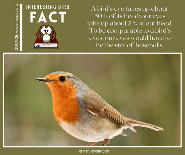 interesting bird fact