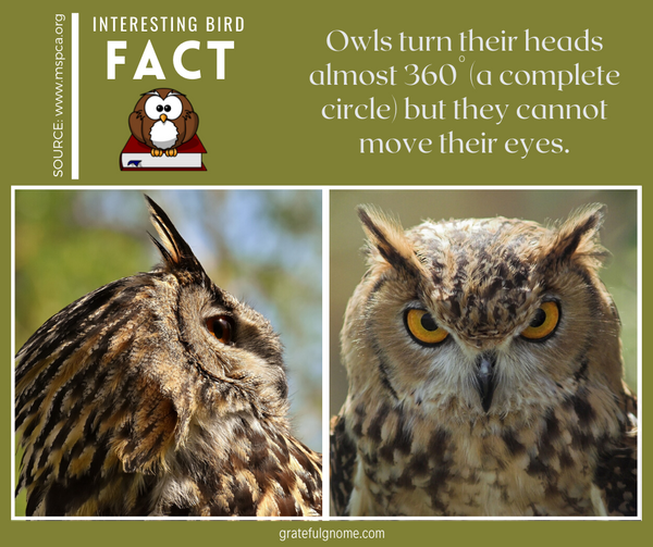 interesting bird fact