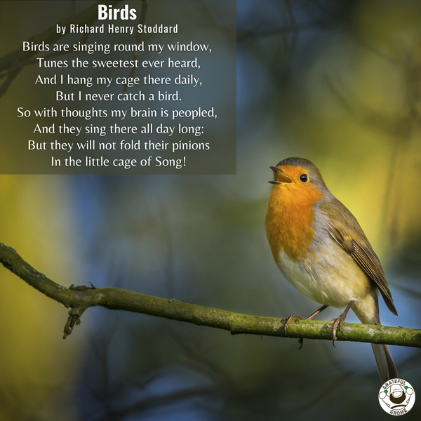 Bird Poems - Birds