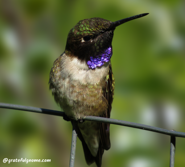 Black-Chinned Hummingbird