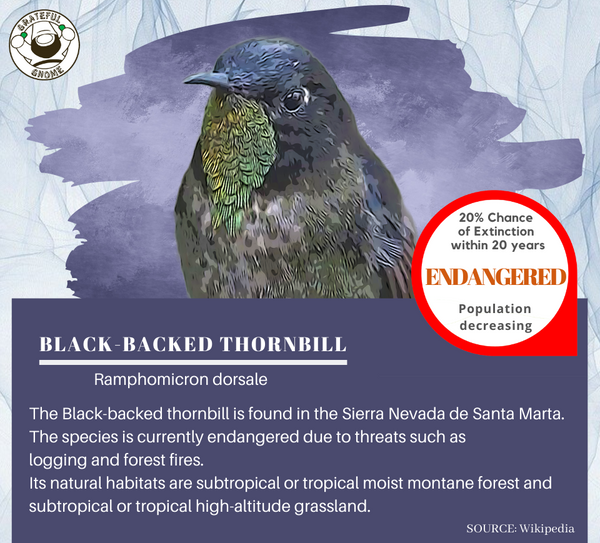 Black-backed Thornbill
