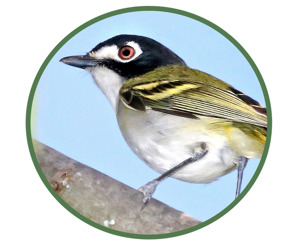 Black-capped Vireo 