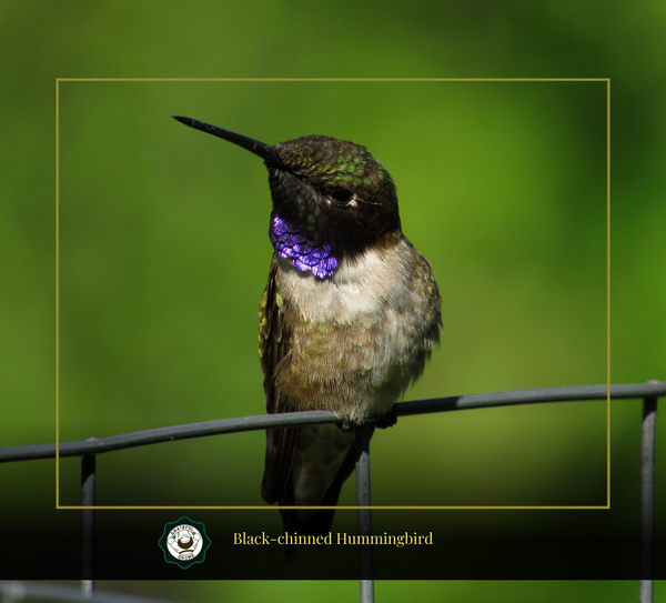 Black-chinned Hummingbird