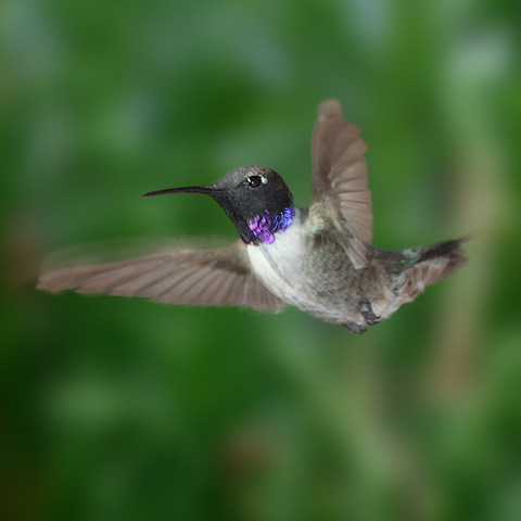 Black-chinned Hummingbird