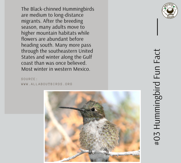 Black-chinned Hummingbird