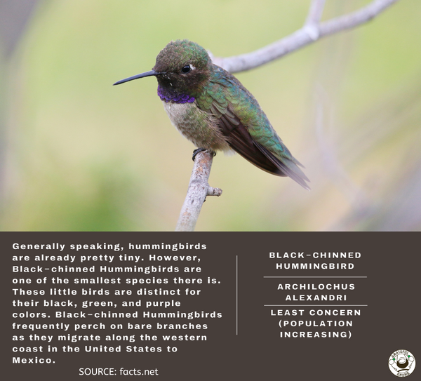 Black-chinned Hummingbird