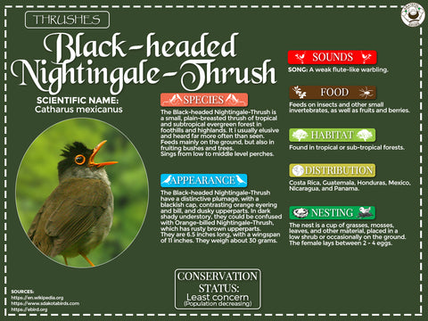 Thrush (bird) - Wikipedia
